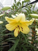 [1751 Telesto No01.JPG]